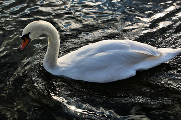 A view of a Mute Swan