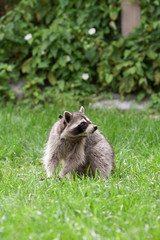 Little raccoon plays in summer on green grass © Валерия Старовойтова