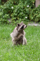 Little raccoon plays in summer on green grass © Валерия Старовойтова