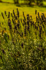 Field of decorative grass