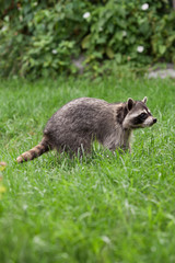 Little raccoon plays in summer on green grass