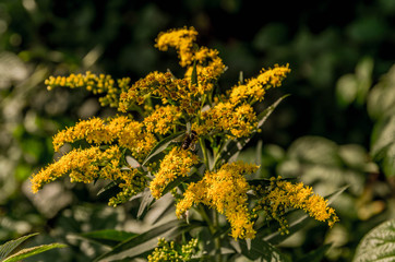Yellow flowers and bee in the garden