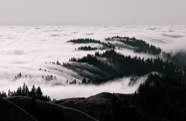 Rolling Fog in Mount. Tamalpais, California