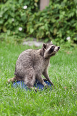 Naklejka na ściany i meble Little raccoon plays in summer on green grass