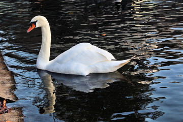 A view of a Mute Swan