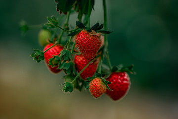 Organic strawberry farm, strawberry picking. Ripe strawberry in garden. Close-up strawberry.