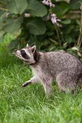 Little raccoon plays in summer on green grass