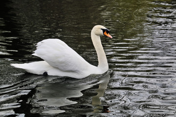 A view of a Mute Swan