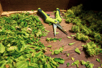 Scissors and medical marijuana leaf clippings with scissors and a wooden base.
