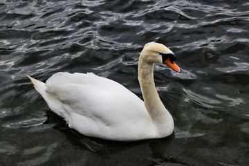 A view of a Mute Swan