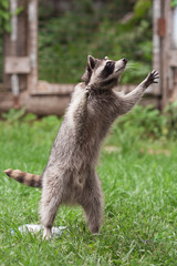 Little raccoon plays in summer on green grass © Валерия Старовойтова