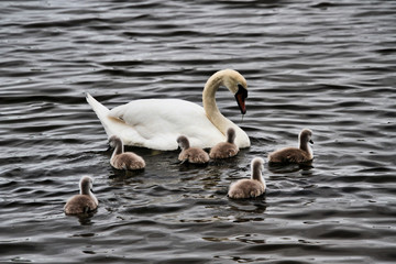 swans on the lake