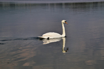 swan on the lake