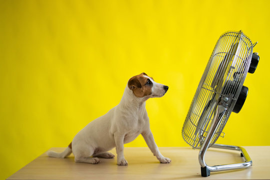 A Small Cute Dog Sits On A Table In Front Of A Large Electric Fan On A Yellow Background. Jack Russell Terrier Is Chilling On A Hot Summer Day. Cold Breeze.