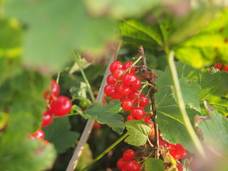 Clusters of ripe red currant berries. Gardening.
