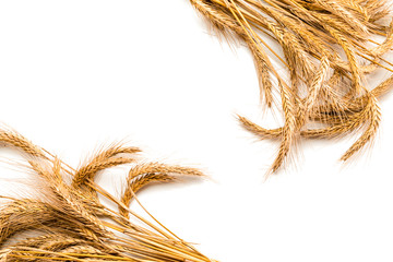 Grains isolated. Whole, barley, harvest wheat sprouts. Wheat grain ear or rye spike plant isolated...