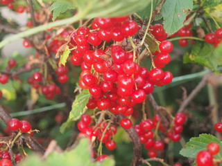 Clusters of ripe red currant berries. Gardening.