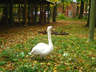 Lovely swan in the autumn forest. Vitebsk. Belarus.