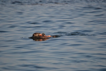 Fototapeta premium Seeotter im Wasser Victoria/ Vancouver Island/ Canada