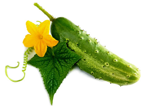 Cucumber plant & flower, leaf isolated on white background. Green cucumber (Cucumis sativus) vegetable. Fresh healthy farm cucumber crop with flower, leaf isolate for produce label 