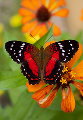 Cethosia Biblis Butterfly resting on flower