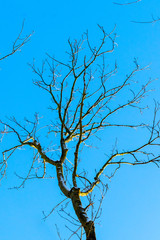 Bare tree on a background of blue sky in sunny weather