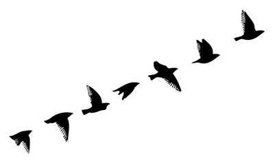 A flock of flying birds. Vector illustration