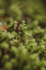 green moss on the tree