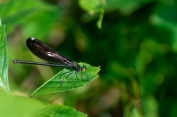 A female ebony jewelwing damselfly dragonfly rests on a leaf in a forest