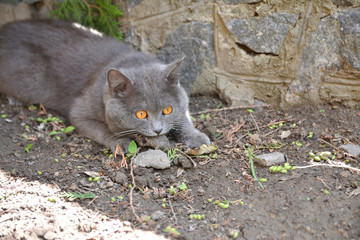 a cat holds a hunted mouse in its teeth
