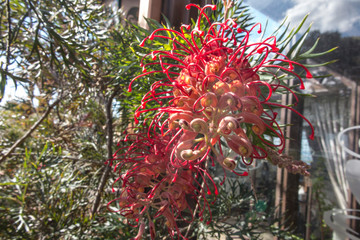 GREVILLEA - RED SILKY OAK