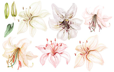 Fototapeta na wymiar Watercolor set with lily flowers. 
