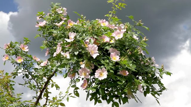 Beautiful blooming wild rose bush (dog rose, Rosa canina)