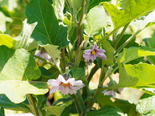(Solanum melongena) Aubergine à fleur à corolles violacées sous des feuilles vert glauque sur...