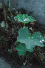 green leaf on the ground