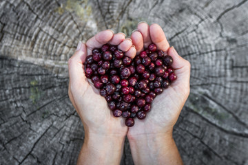 Holding huckleberries in a heart shape