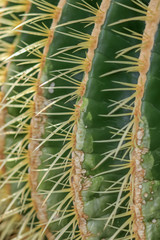 Close up shot of cactus plant
