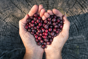 Holding huckleberries in a heart shape