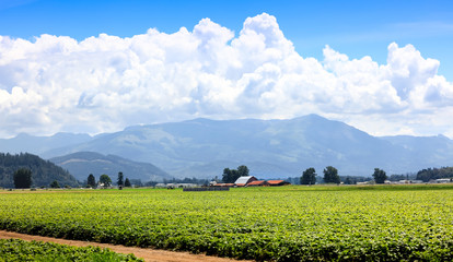 Scenic farm landscape in Skagit valley Washington
