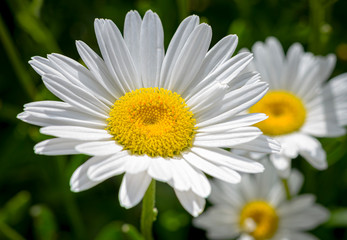 Daisies all day long