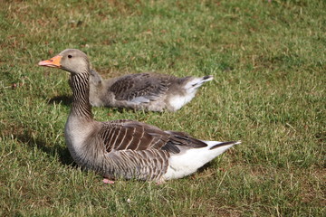 Resting greylag goose Anser anser