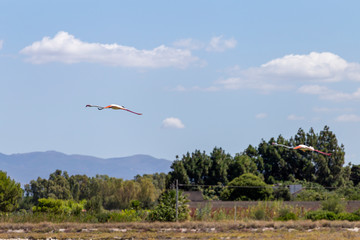Flamingos at a lake in Cagliari, Italy