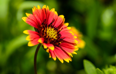 Firewheel Indian blanket flower