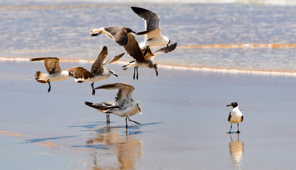 Flock of seagulls