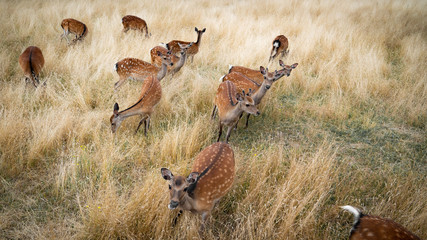 Zahme rehe in der Natur lassen sich von Menschen füttern