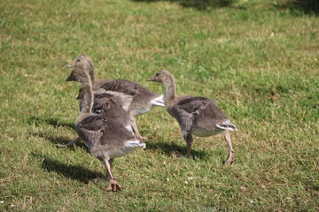 Chick of the greylag goose Anser anser