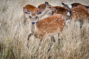 Zahme rehe in der Natur lassen sich von Menschen füttern