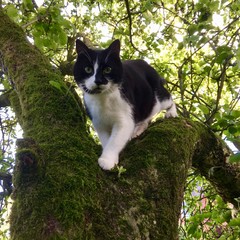 black cat on the tree