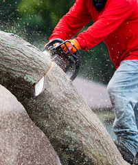 Man cutting tree with chainsaw close up.
