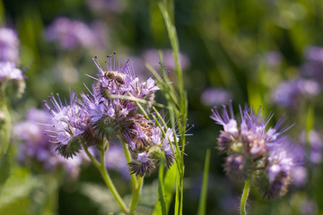 Honey-bearing flowers - PHACELIA and BEE.